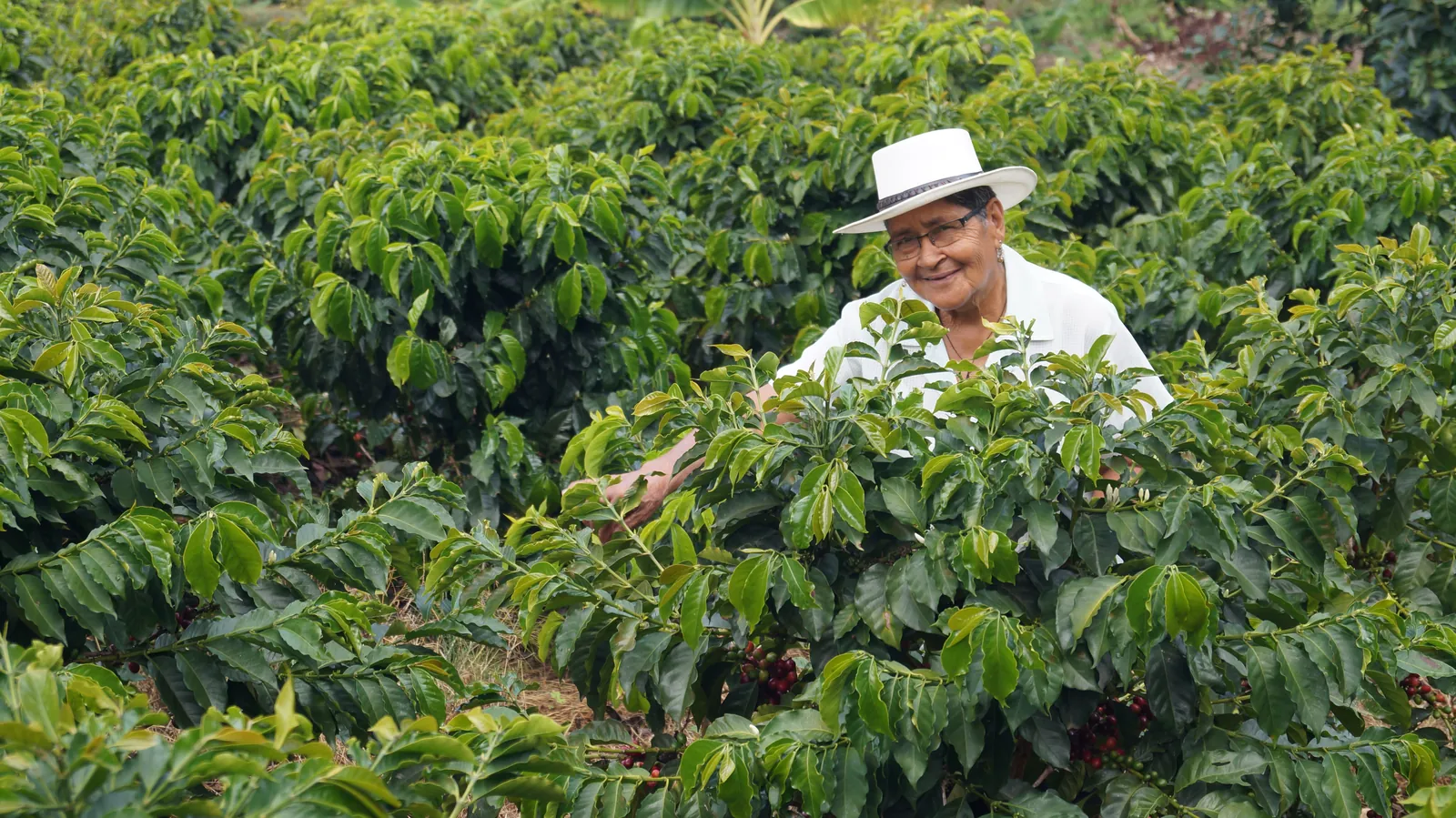 Caficultor sonriendo entre los cafetales de Antioquia