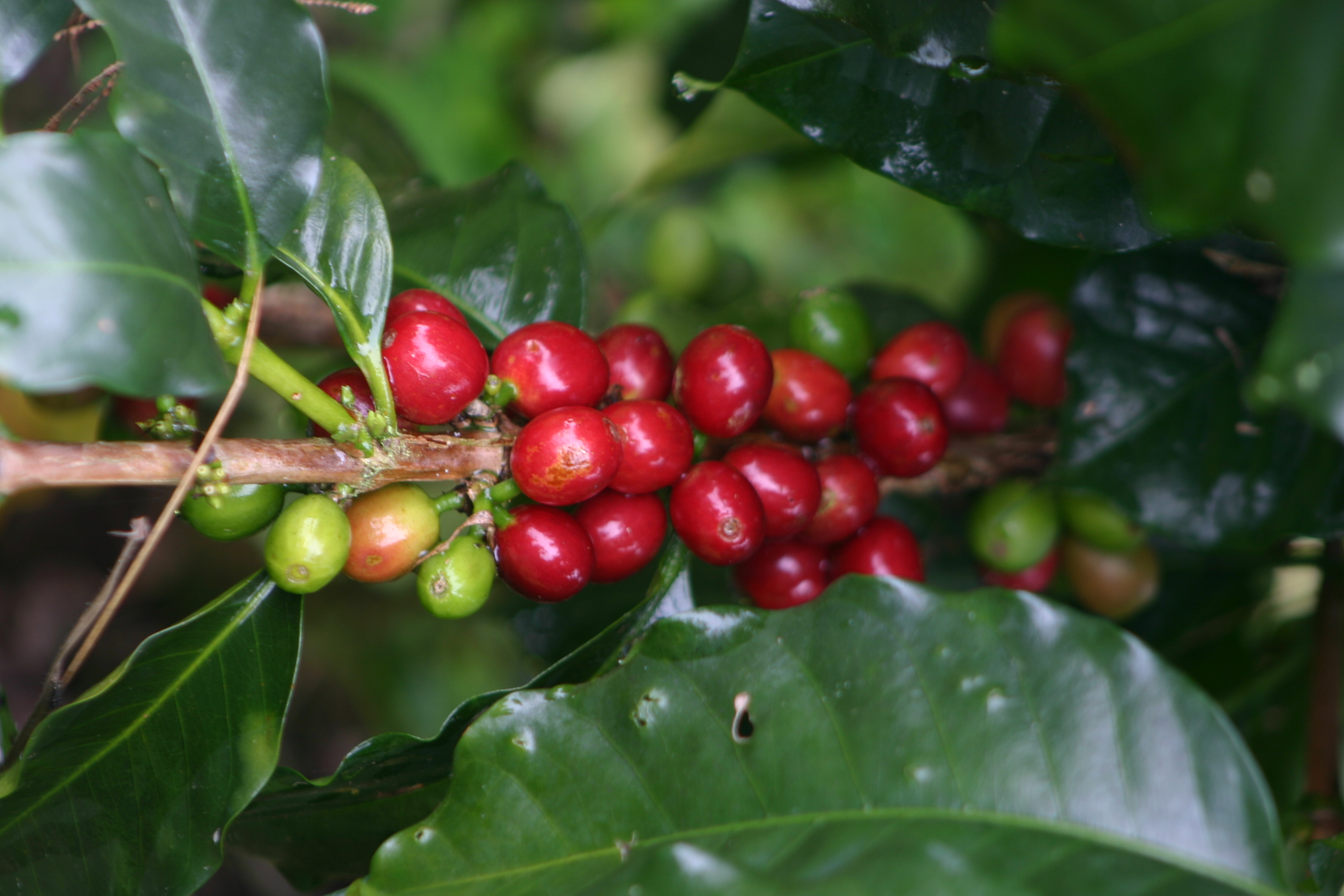 IMG_7278 Café de Antioquia